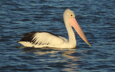 The Aussie Pelican