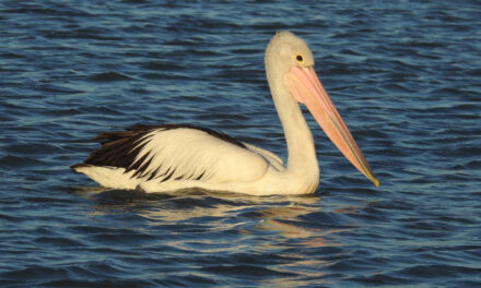 The Aussie Pelican