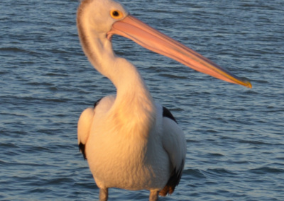 Close up of Australian Pelicans large bill
