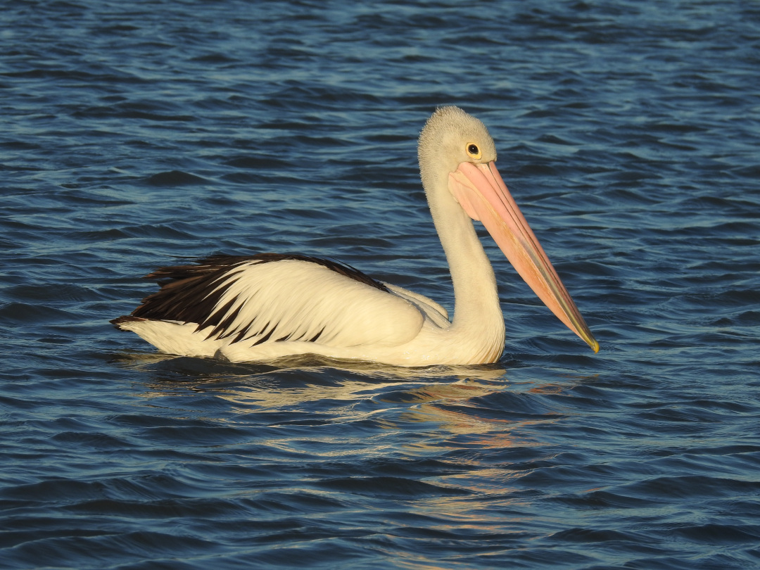 Pelican Australian Pelican close up
